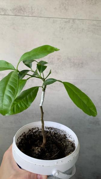 Мандарин, комнатное растение