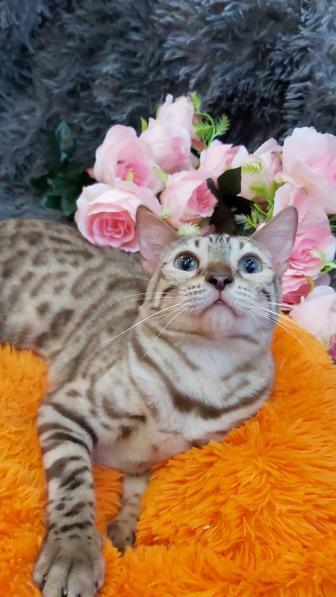 Bengal kitten. СНЕЖНЫЙ ОКРАС