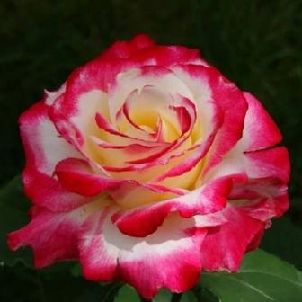 Розы саженцы оптом и в розницу