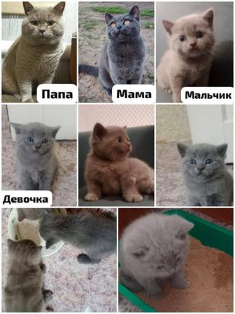 Британские котята