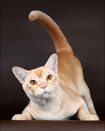 Бурмята- Котята. Редкая порода кошек