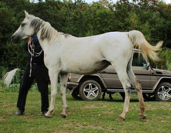 Продам арабскую лошадь с линии известного жеребца чемпиона Мира