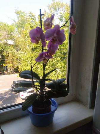 Орхидея Фаленопсис!