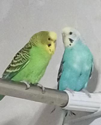 Продаются волнистые попугаи парами