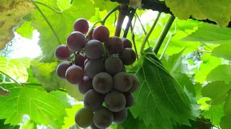 Вегетирующий саженец винограда: сорт Лидия (розовая Изабелла)