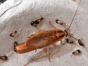 Дезинфекция от тараканов обработка от тараканов тараканы пищевые тараканы