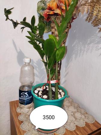 Продам растение - доллар
