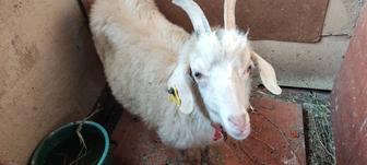 Продам молодую козу беременна первородка