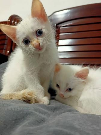 Котята белые милые