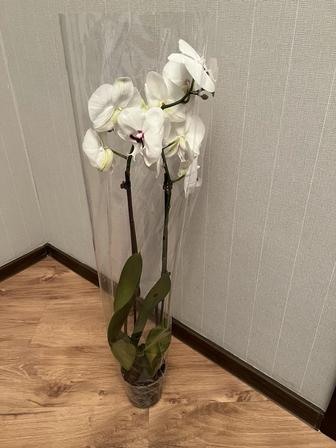 Продам цветы орхидея