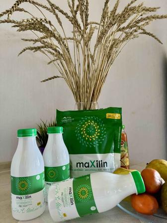 Максилин. Maxilin. Кисло-молочный продукт для ЖКТ. Пробиотик.