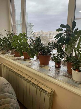 Продам Комнатные растения