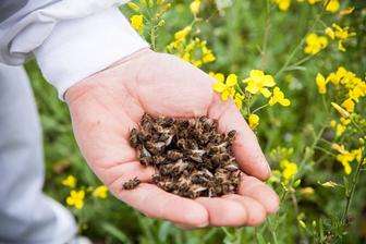 Подмор пчелиный летний. Содержит биологически активные комплексы.