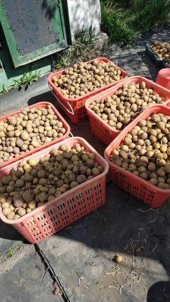 Продам картофель мелкий для посадки или на корм