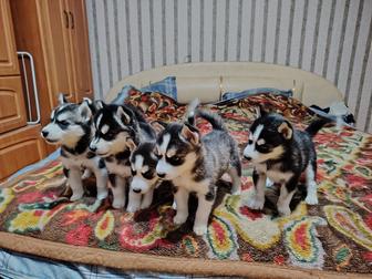 Продам щенков Сибирской Хаски