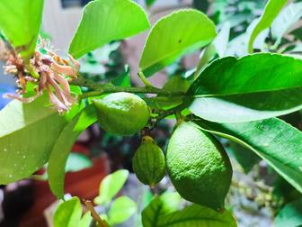 Лимонное дерево (плодоносит)