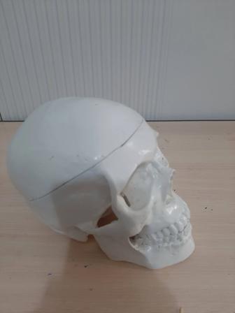 Анатомическая модель человеческого черепа выполнена в натуральную величину