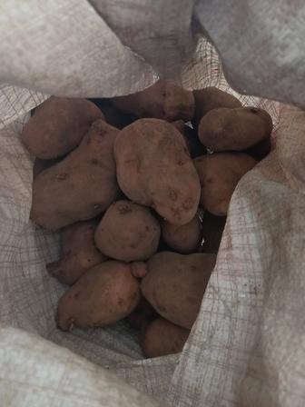 Продам картофель семеной