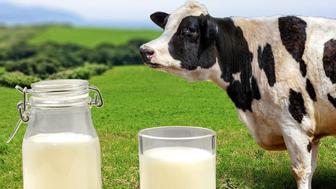 Домашнее молоко оптом и в розницу