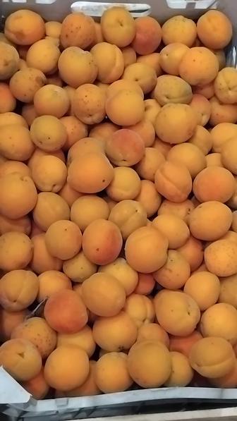 Дачные крупные сладкие абрикосы