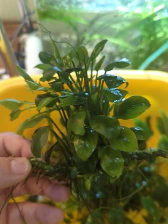 Аквариумное растение Анубиас