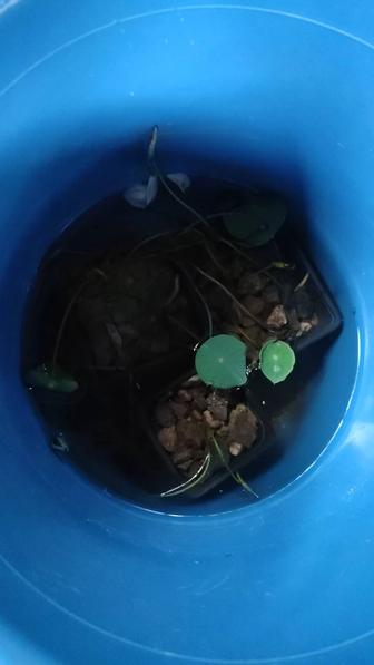 Продам водное растение Лотос