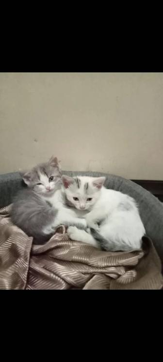 Двухмесячные котята