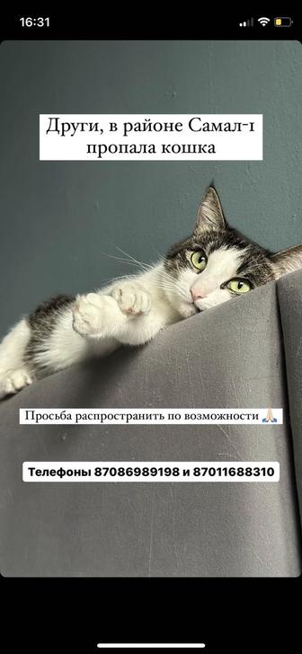 Пропала кошка, в районе Ленина Сатпаева