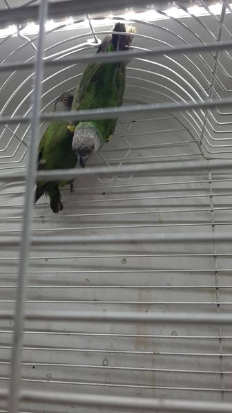 Продам Синегальских попугаев
