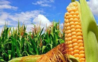 Семена кукурузы (кукуруза семена) оптом