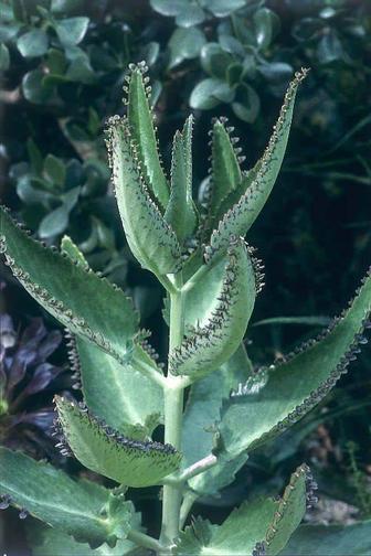 Каланхоэ, лечебное растение