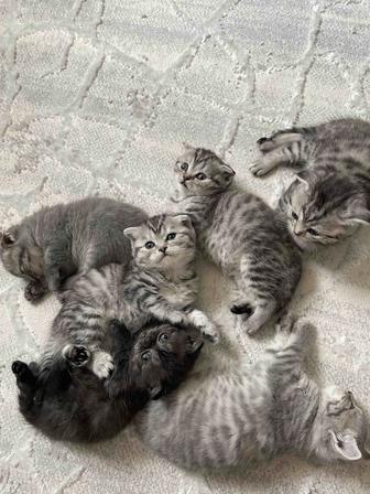 Волшебные Мурлыки - котята, дарящие радость