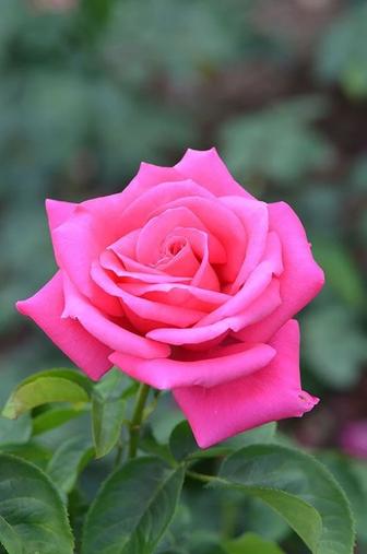 Роза саженцы, чайная роза штамбовая роза вьющаяся роза