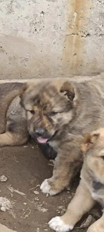 В продаже щенки аборигенных казахских волкодавов тобеты