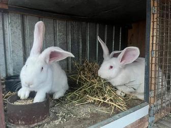 Продам кроликов, породы велика 1 месяц 2 месячных