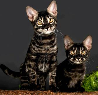 VIP Bengal cats. Чёрные бенгалы