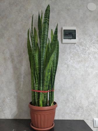 Комнатные растений