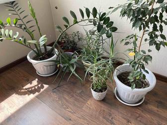 Продается коллекция комнатных растений создайте оазис уюта в своем доме!