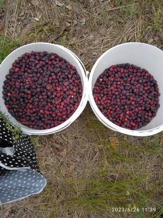Ирга смородина ягоды доставка бесплатно жидек клубника малина вишня облепих