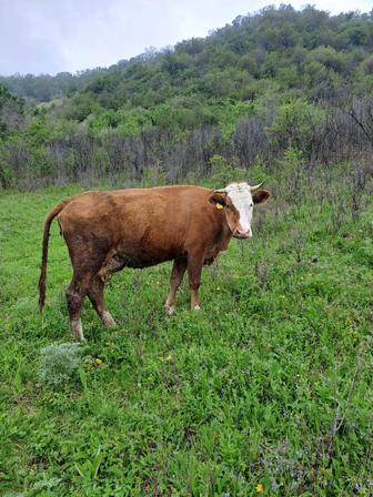 Корова первотел (покрытая) и ее бычок