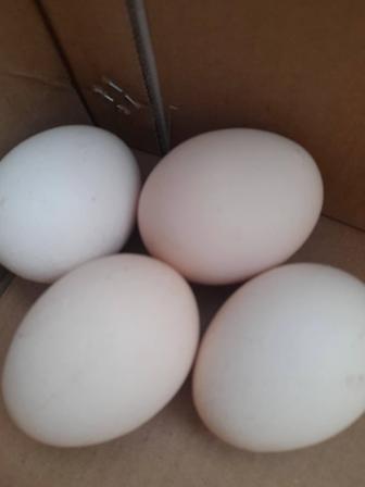 Продам куриные домашние яйца 550