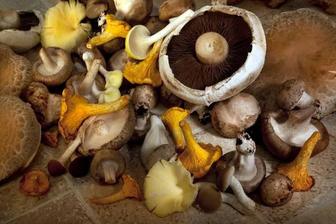 Продам грибы свежие лесные