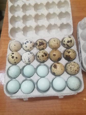 Продам перепелинные яйца домашние