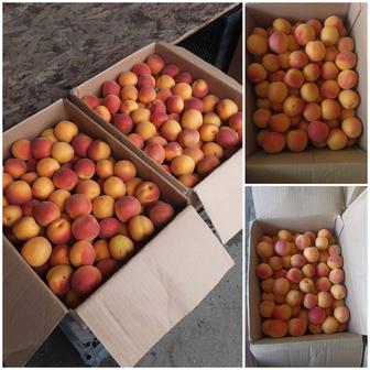 Местные абрикосы с Чунджи