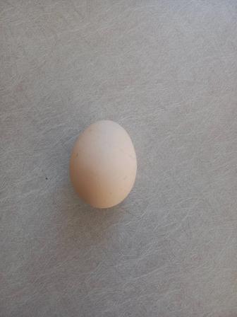 Куриное домашнее яйцо