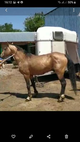 Доставка лошадей и других животных по Казахстану и России
