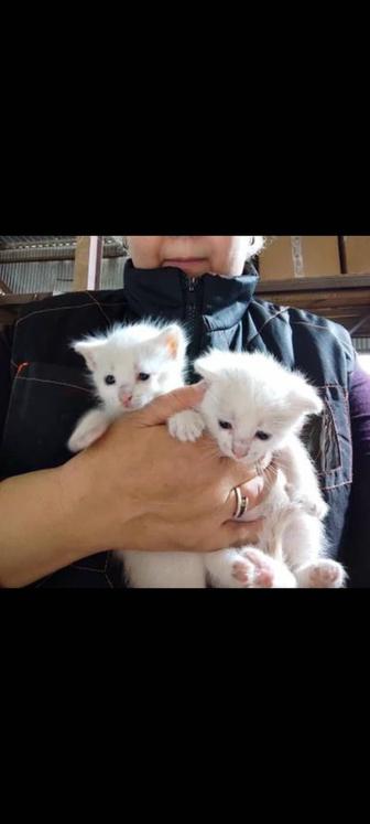 Три милых котенка