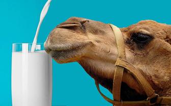 Верблюжье молоко