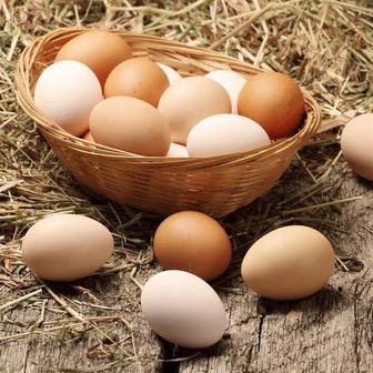 Продаю домашние куринные яйца
