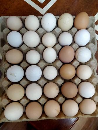 Продаются инкубационные яйца.